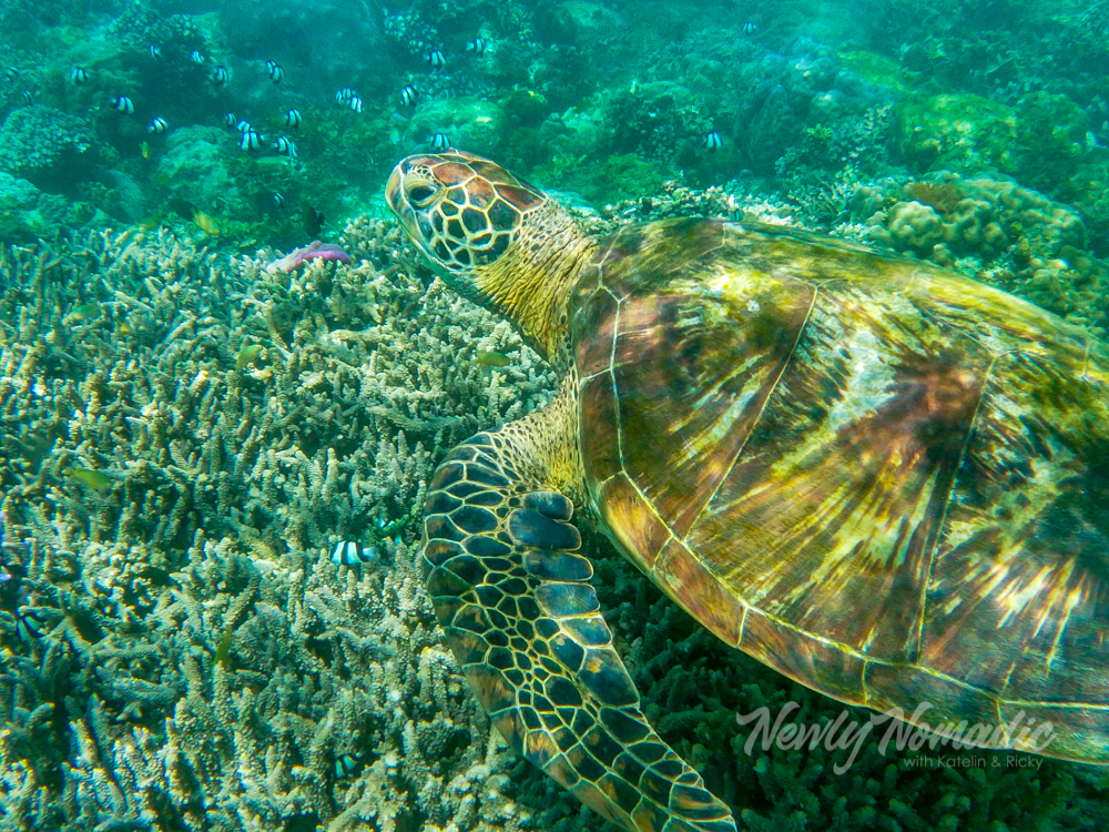 One of several sea turtles we saw at Panagsama Beach and swimming at Kawasan Falls