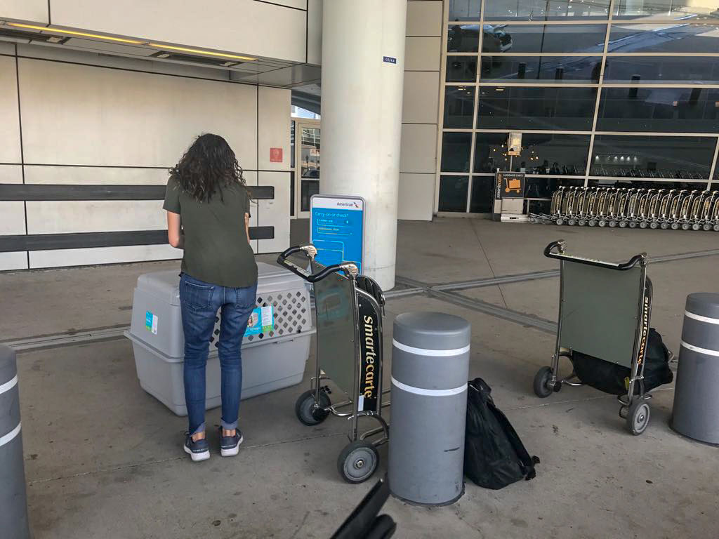  Katelin prepping Daisy's kennel for the flight. (this is gonna get exciting)