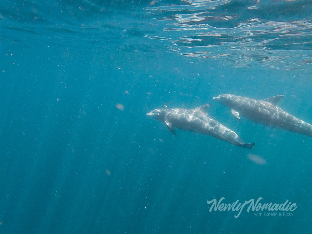 An incredible moment swimming next to some of the worlds most intelligent animals.