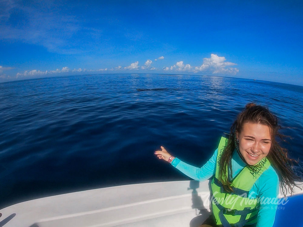 The first sight of a whale shark