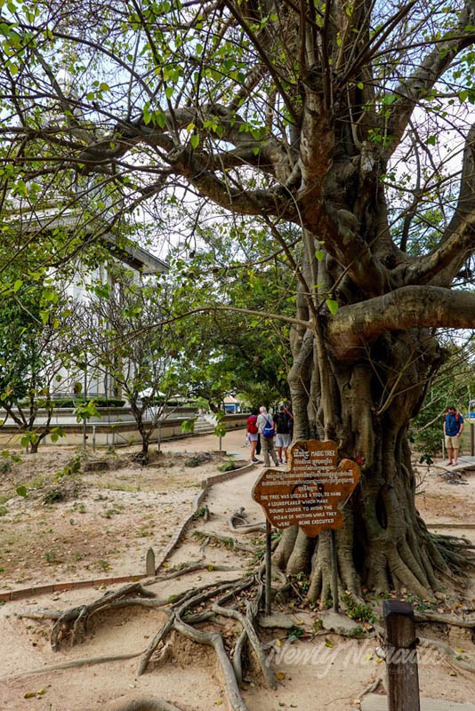 On this tree the men of the Khmer Rouge hung a loud speaker playing music to cover the sounds of the men they were murdering.