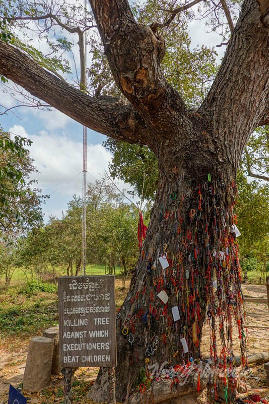 This tree is located at the Killing Field in Phnom Penh and was used to execute small children.