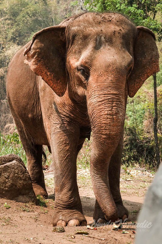 We had such an incredible day feeding and hicking with these rescued elephants at Sunshine for Elephants.